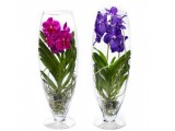 Orchids