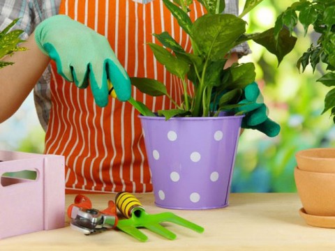 Transplanting and caring for plants