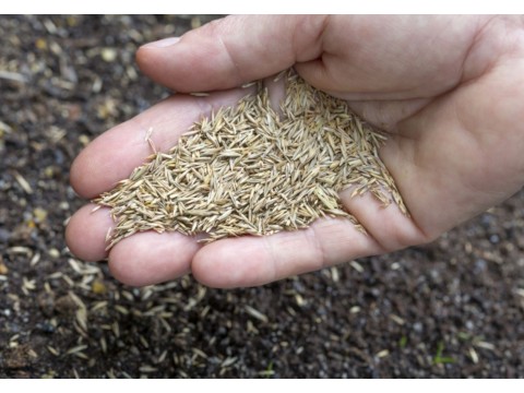 How to choose the perfect lawn seed option