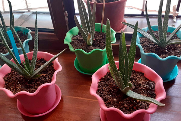 growing aloe in pots on a windowsill