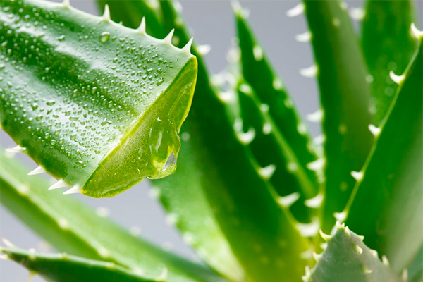 useful properties of aloe