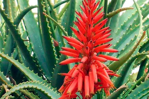 aloe bloom is a rare case at home