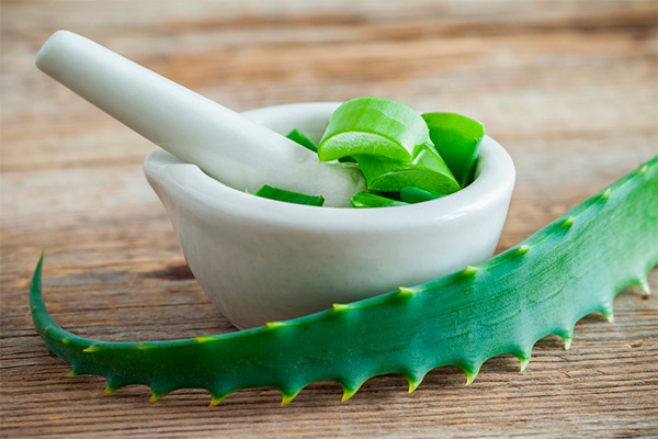 how long can a cut aloe leaf be stored