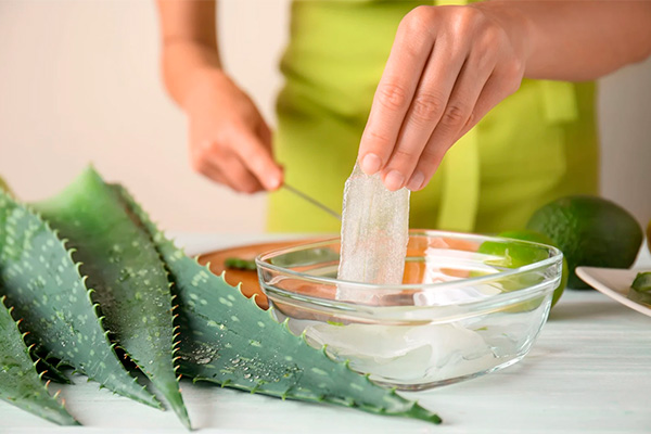 how aloe is used in everyday life and medicine