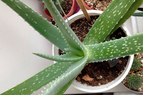 how to plant aloe