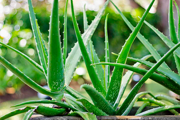 growing aloe at home