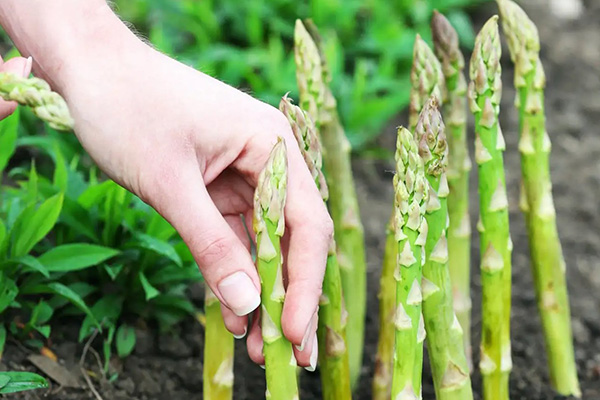 how to grow asparagus at home