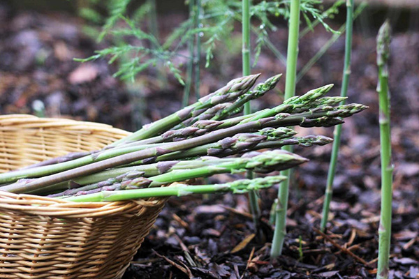 why is it difficult to grow asparagus at home