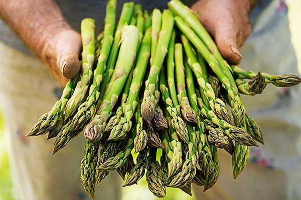 asparagus at home in a pot