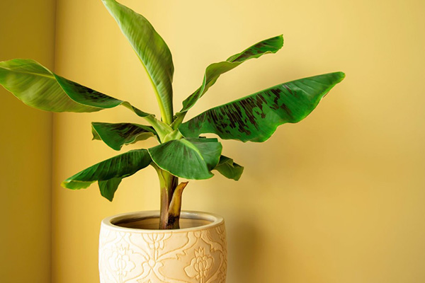 Banana tree at home
