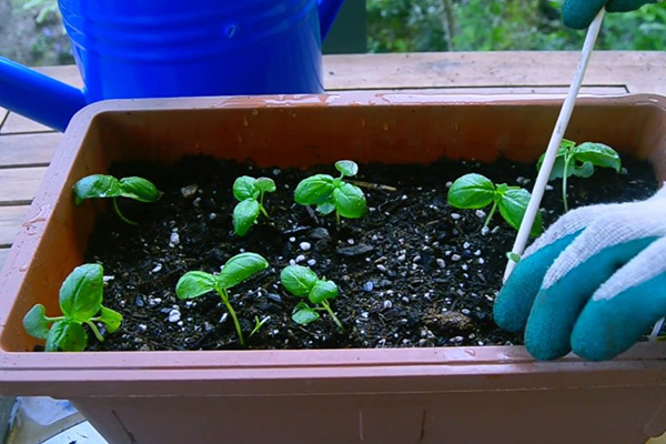 what is needed to plant basil at home