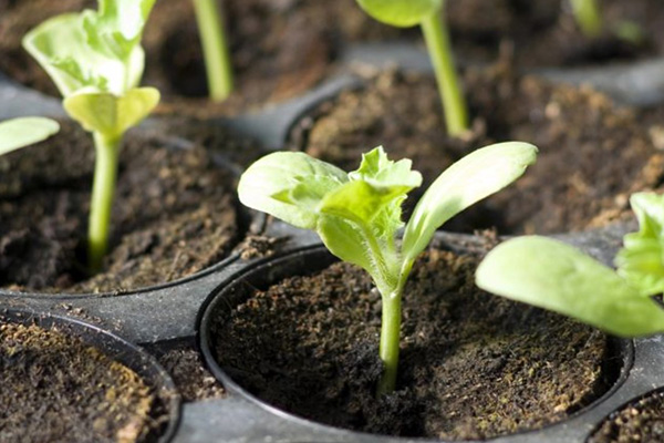basil seedlings