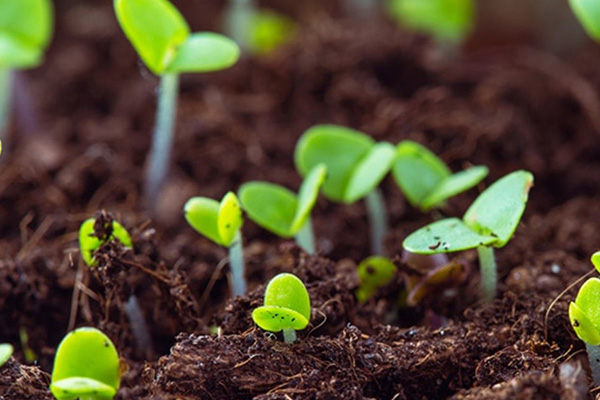 when is it better to plant basil at home?