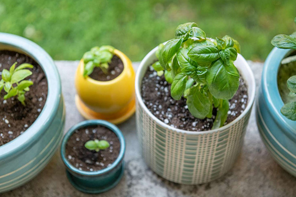 basil in pots at home