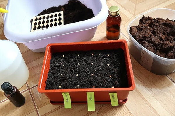How to plant peppers at home