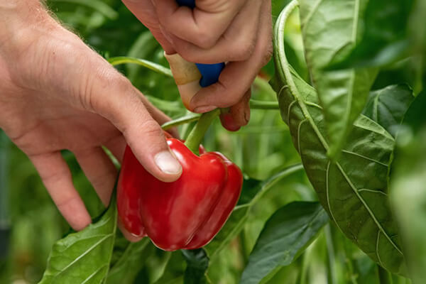 bulgarian pepper
