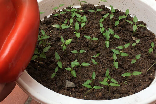 bell pepper seedlings at home