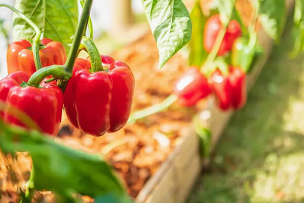 how to get a pepper harvest at home