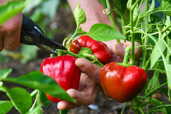 harvesting home-grown peppers