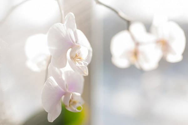 Light-loving indoor plants