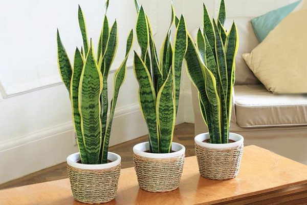 Which indoor plants like shade
