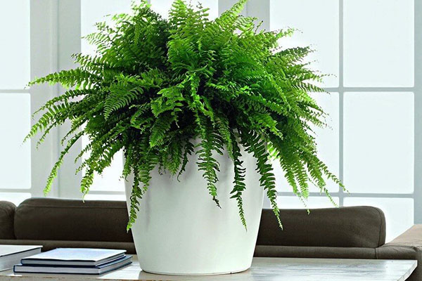 Moisture-loving indoor plants
