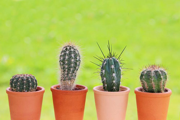 Drought-resistant indoor plants