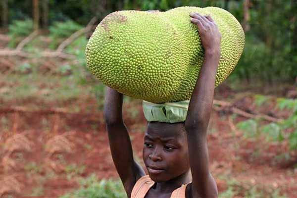Fruits of the jackfruit plant
