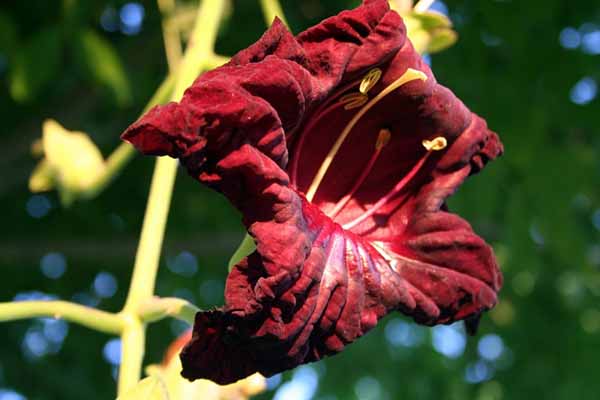 Flowers of the sausage tree