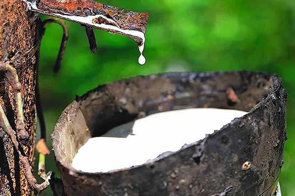 Photos of the milk tree