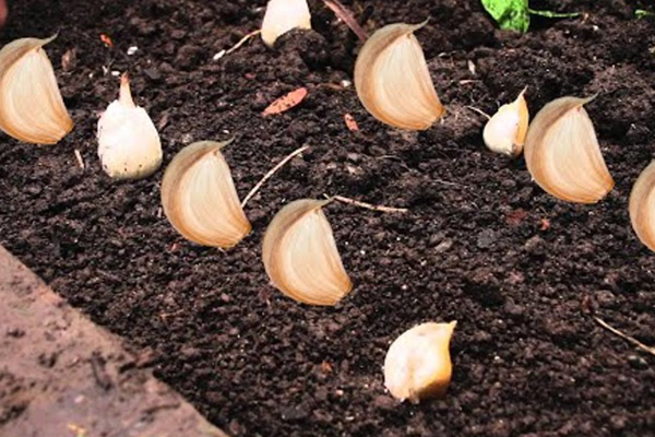 Options for planting garlic at home
