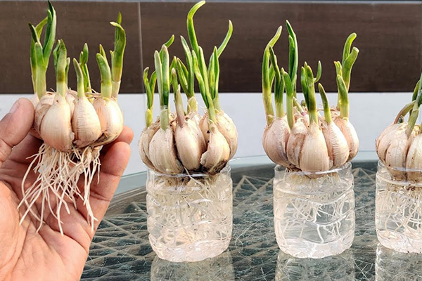 Growing garlic in water