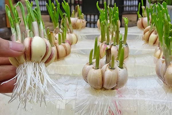growing garlic at home