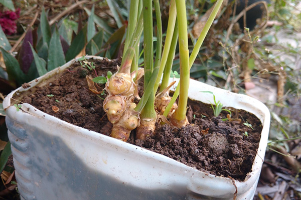 Planting ginger at home in a pot