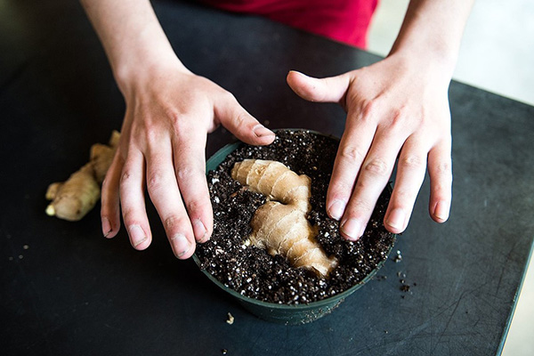 How to properly plant ginger at home?