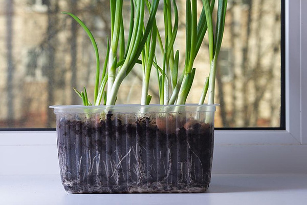 How to grow green onions at home on a windowsill