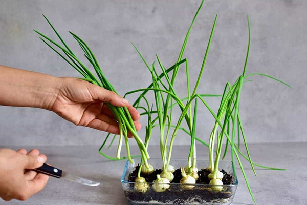What conditions are needed for forcing green onions