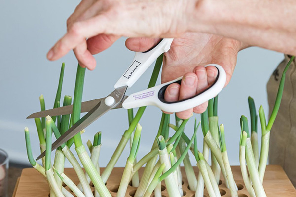 How to collect green onions at home