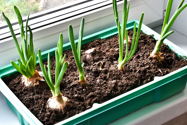 Green onions at home on the windowsill