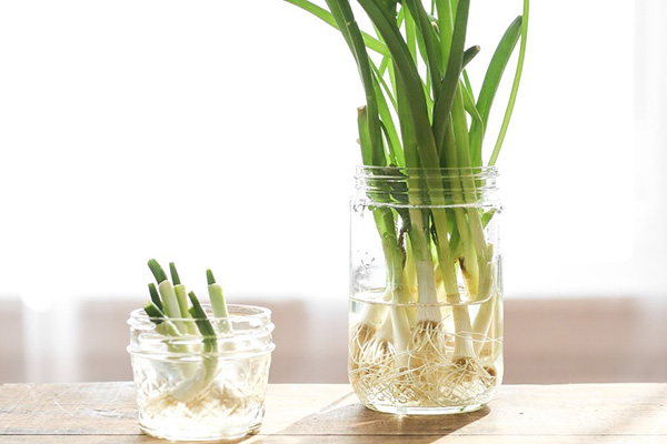 How to grow green onions at home without soil