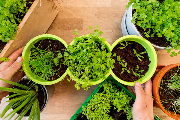 what you need to grow greens at home