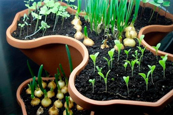 how to plant greens at home