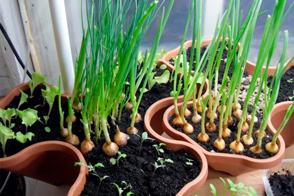 how to care for greens at home