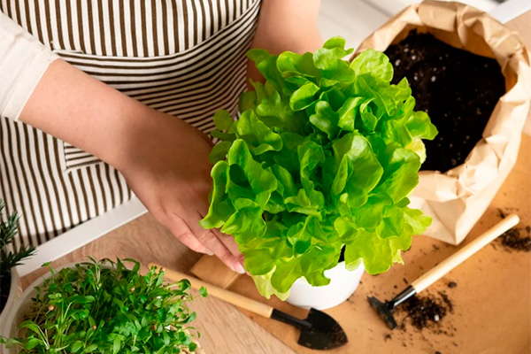 lettuce is an ideal option for growing at home