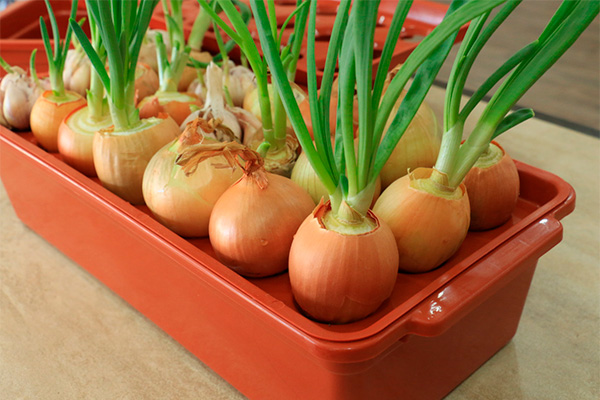 how to plant onions for greens