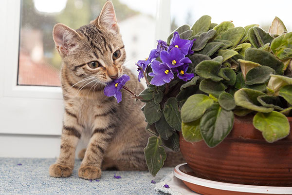 which plants are safe for cats