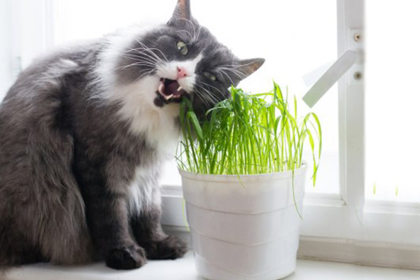 safe indoor plants for cats