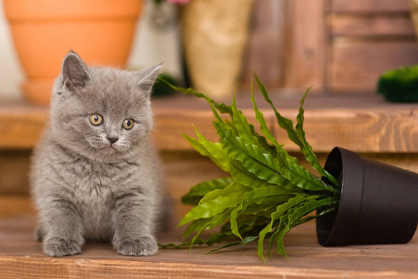 what flowers are safe for cats