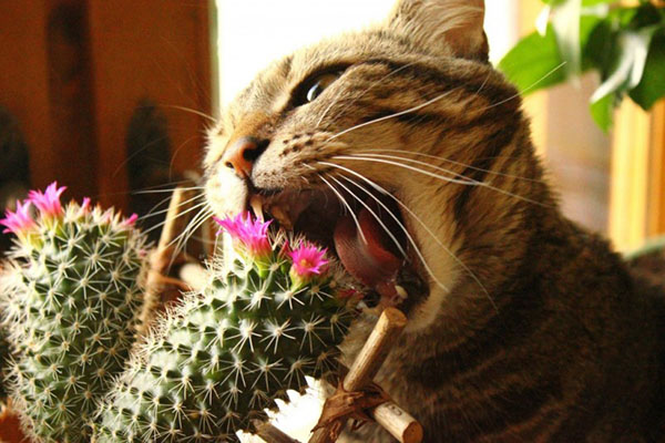 houseplants dangerous for cats