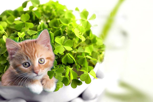 houseplants safe for cats